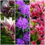 Magnólie, Azalky, Camélie a Rododendróny