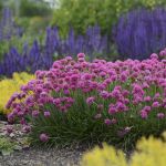 Trvalky kvitnúce na jar Trvalky kvitnúce na jar