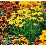 Trvalky kvitnúce na jeseň Trvalky kvitnúce na jeseň