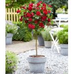 Stromčekové Ruže Stromčekové Ruže