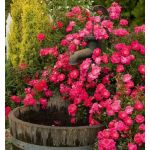 Ruže Polyantky Ruže Polyantky