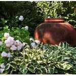 Tieňomilné rastliny Tieňomilné rastliny