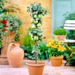 Stĺpovité ovocné stomy Stĺpovité ovocné stomy