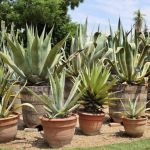 Agave Agave