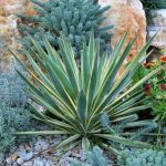 Yucca Yucca