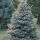 Picea Pungens ´Glauca´