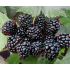 Černica beztrnová´BLACK SATIN´