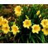 Hemerocallis 'Stella d´Oro'