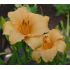 Hemerocallis ´Louise Manellis´