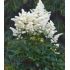 Astilbe x arendsii ´Astary White ´