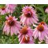 Echinacea purp. 'Doppeldecker'