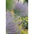 Perovskia atriplicifolia 'Little Spire'