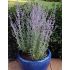 Perovskia atriplicifolia 'Little Spire'
