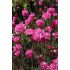Armeria maritima 'Morning Star Rose'