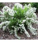 Deutzia gracilis 'Nikko'