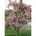 Kolkwitzia amabilis ´Pink Cloud´