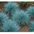 Festuca glauca 'Blue Select'