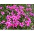 Phlox subulata 'Scarlet Flame'