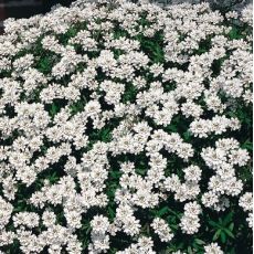 Iberis sempervirens 'Fischbeck'