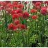 Armeria pseudarmeria 'Ballerina Red'
