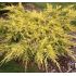 Juniperus x media 'Saybrook Gold'