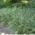 Carex morrowii 'Ice Dance'