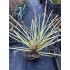 Carex morrowii 'Ice Dance'
