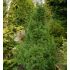 Chamaecyparis Obtusa ´Drath´