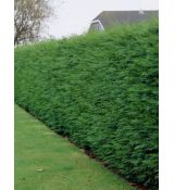 Cupressocyparis leylandii