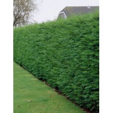 Cupressocyparis leylandii