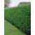 Cupressocyparis leylandii