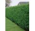 Cupressocyparis leylandii 9x9/ 0,5L - odber min.10 kusov