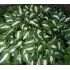 Hosta undulata ´Mediovariegata´