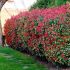 Photinia x fraseri 'Red Robin'