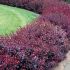 Berberis thunbergii 'Carmen'