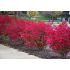 Euonymus alatus ´Compactus´
