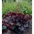 Heuchera ´Palace purple´