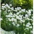 Armeria maritima 'White'
