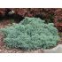 Juniperus squamata ´Blue Star´