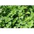 Pamajorán obyčajný (Oregano)