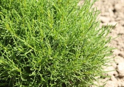 Olivova Trava (Olivové Trávy, Olea europaea, Olivová tráva) Olivova Trava