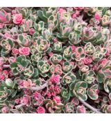 Sedum spurium ´Tricolor´