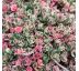 Sedum spurium ´Tricolor´ 9x9 / 0,5L