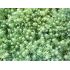 Sedum pallidum ´Sea Star´