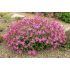 Silene schafta