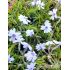 Phlox subulata ´Bavaria´