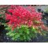 Euonymus alatus ´Compactus´