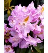 Rhododendron ´Genoveva´