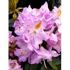 Rhododendron ´Genoveva´