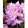 Rhododendron ´Genoveva´